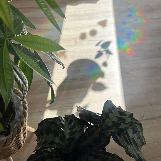 Regenbogenmacher | Suncatcher Sticker | BULLI